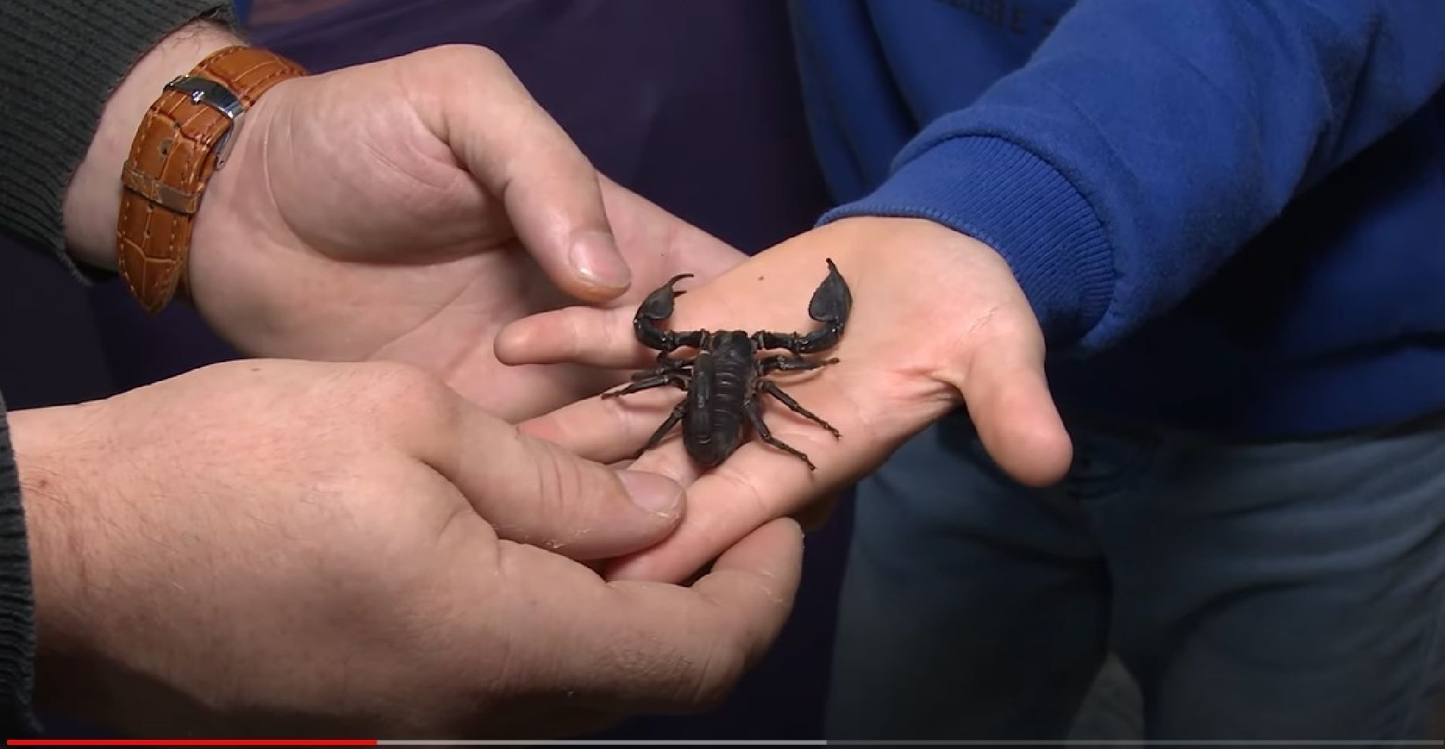 Реутов, выставки, музей, пауки, тарантулы, питоны