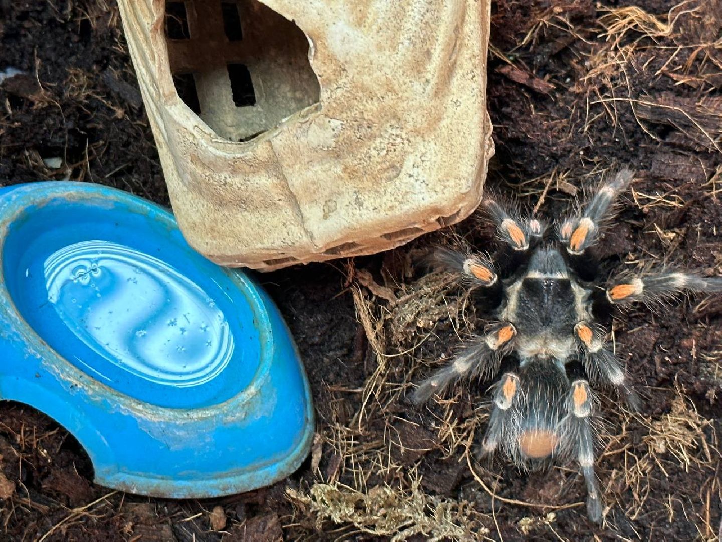 Реутов, выставки, музей, пауки, тарантулы, питоны