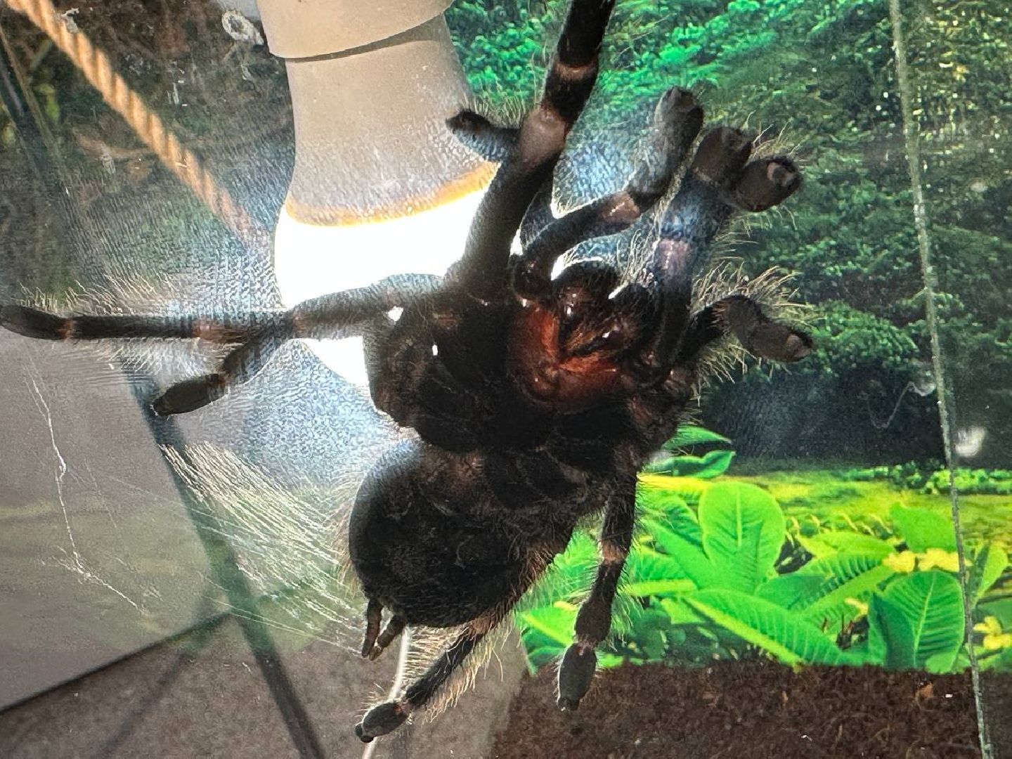 Реутов, выставки, музей, пауки, тарантулы, питоны