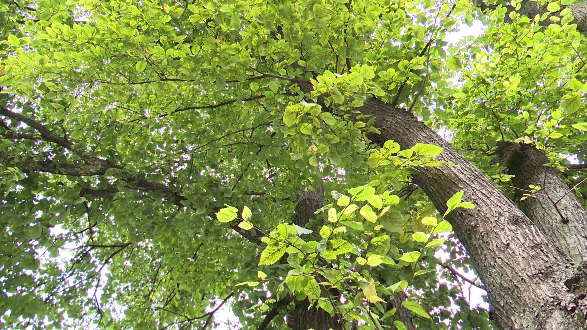 Реутов, благоустройство, МЦД-4, сквер
