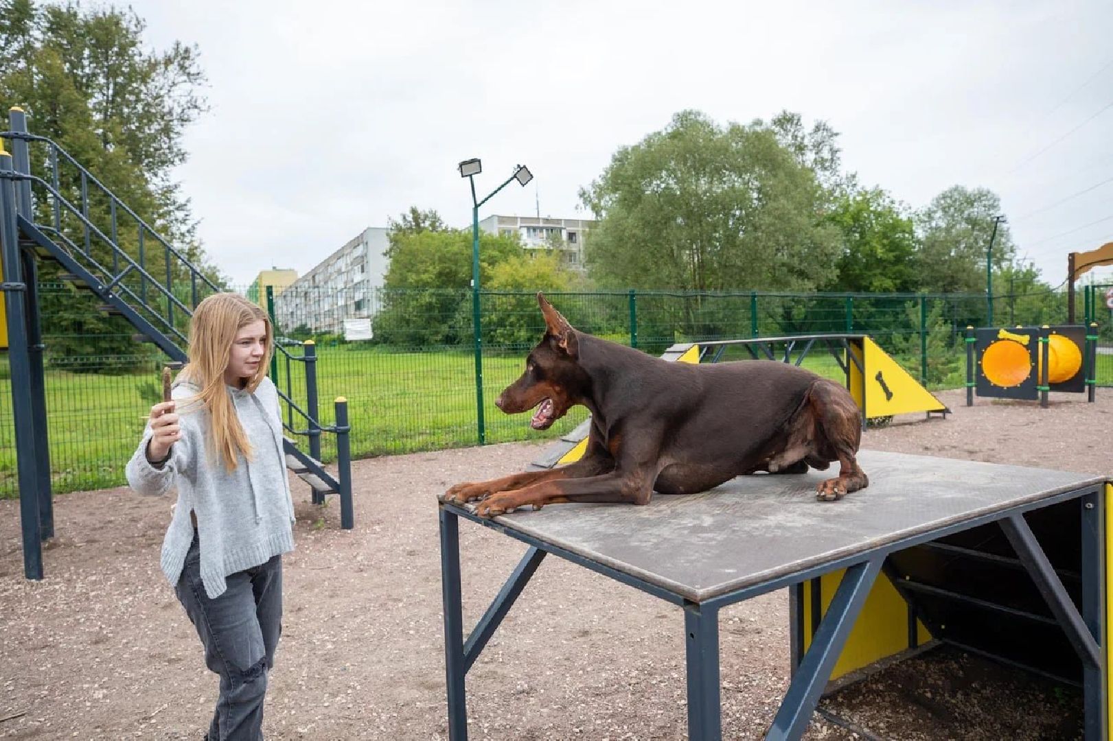 Подольск, собаки, площадка