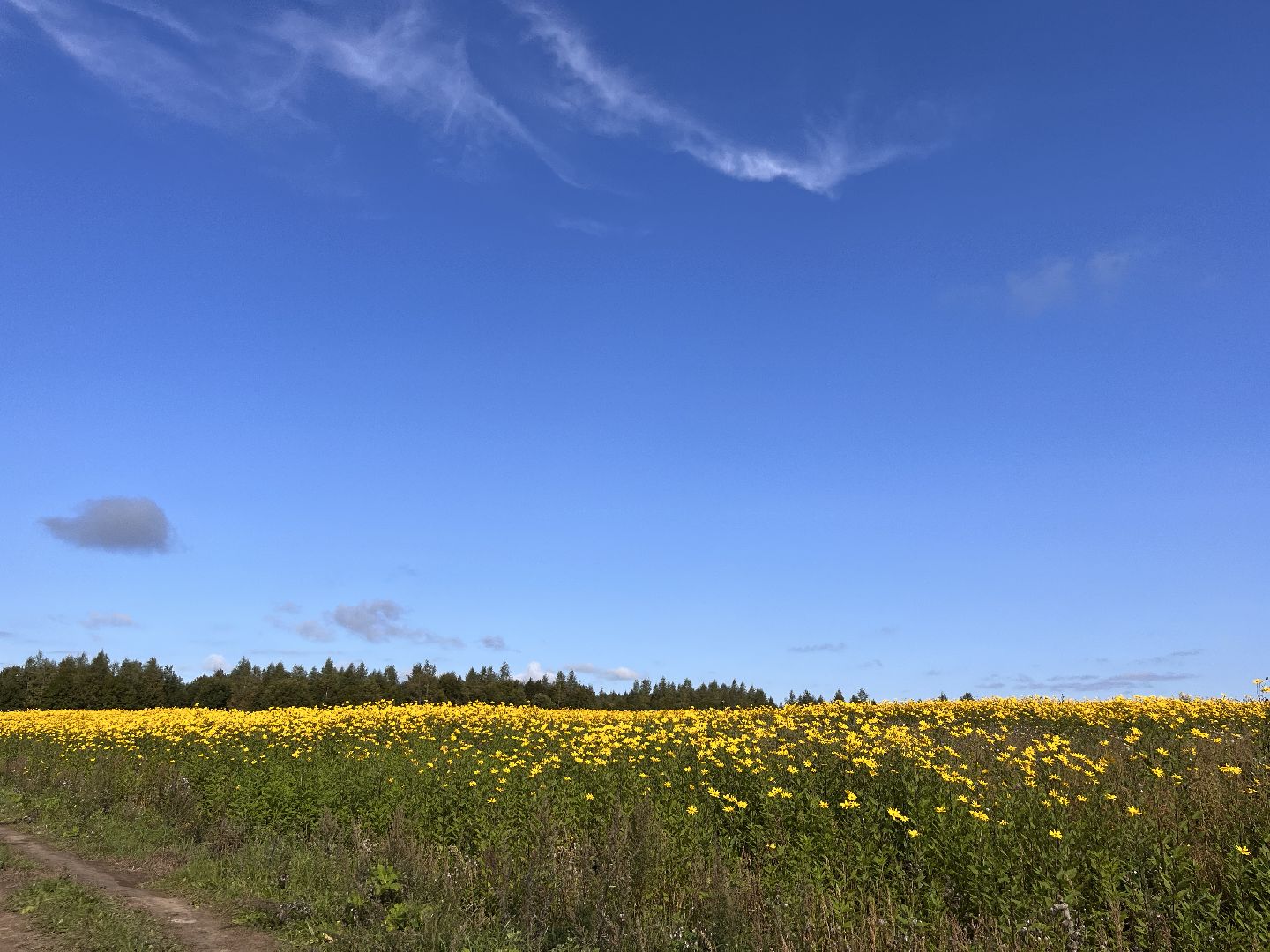 Шаховская, кфх, сельское хозяйство, овощи