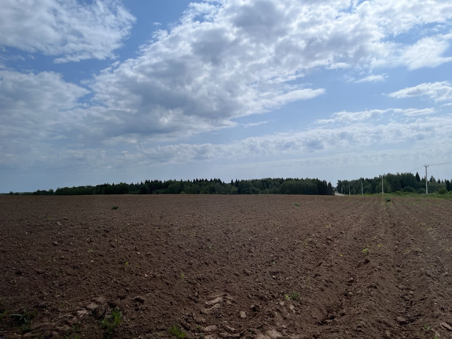 Шаховская, кфх, сельское хозяйство, овощи