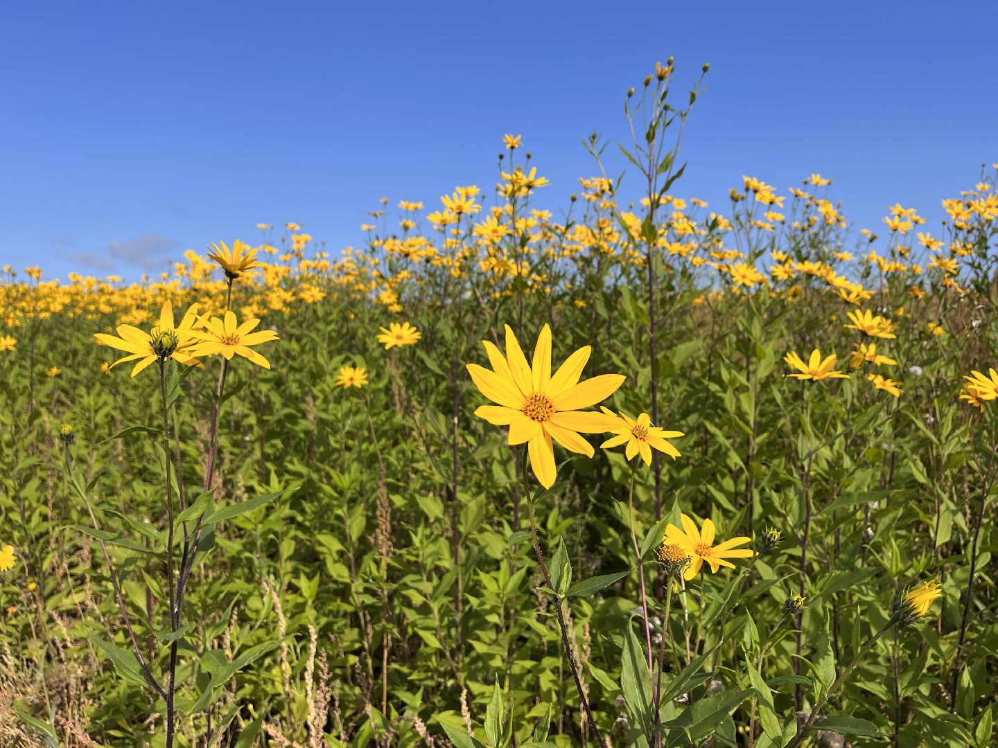 Шаховская, кфх, сельское хозяйство, овощи