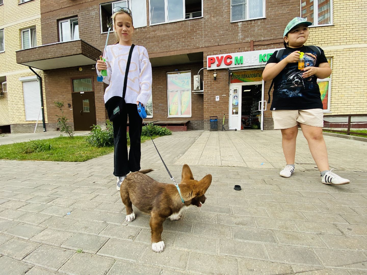 Балашиха, бездомные животные, помощь животным