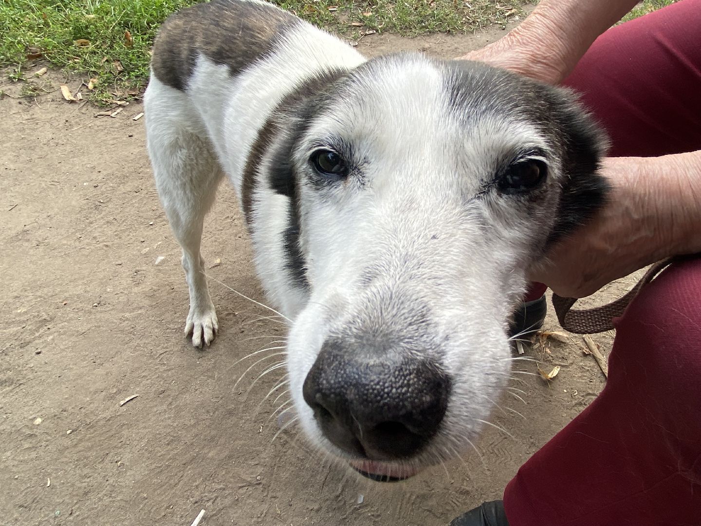 Балашиха, бездомные животные, помощь животным