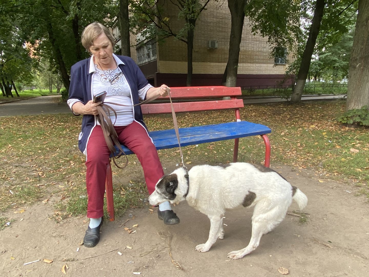 Балашиха, бездомные животные, помощь животным