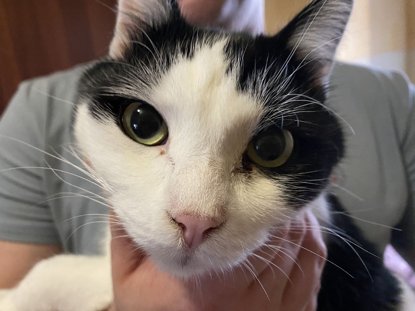 Балашиха, зооволонтёр, братья наши меньшие