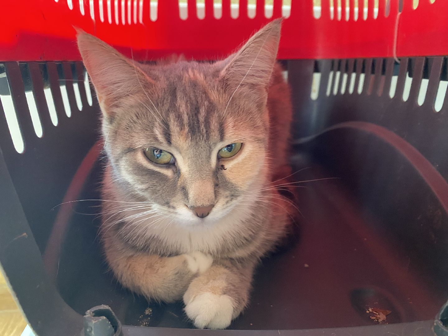 Балашиха, зооволонтёр, братья наши меньшие