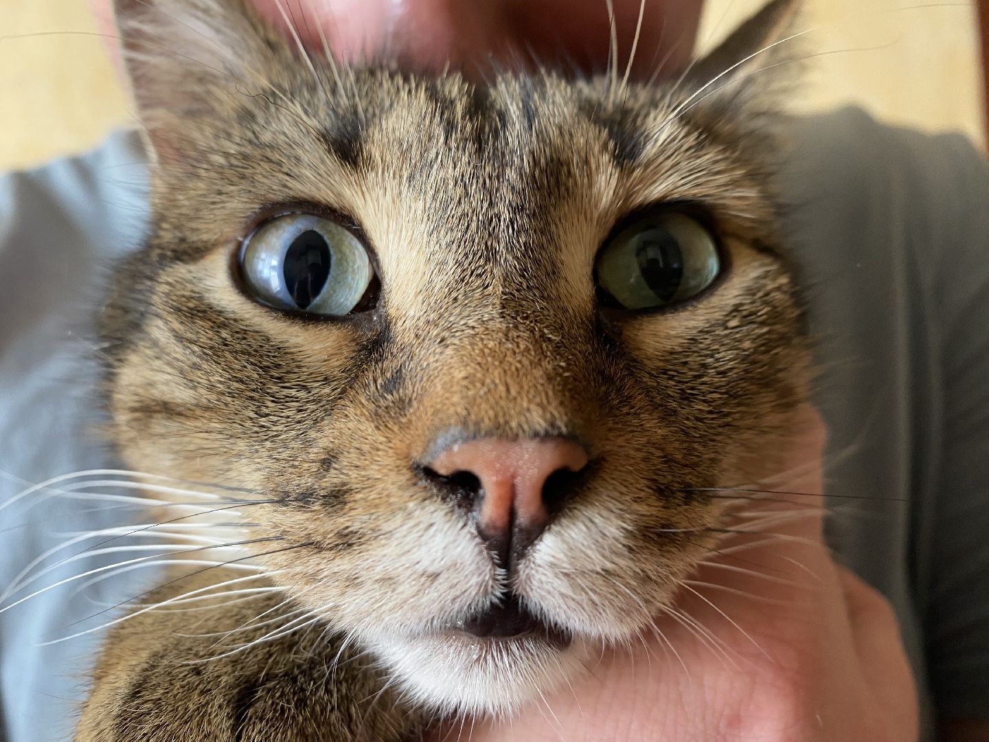 Балашиха, зооволонтёр, братья наши меньшие