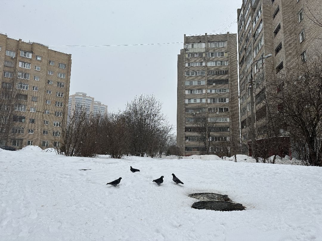благоустройство, парк, сквер, клумбы, Реутов