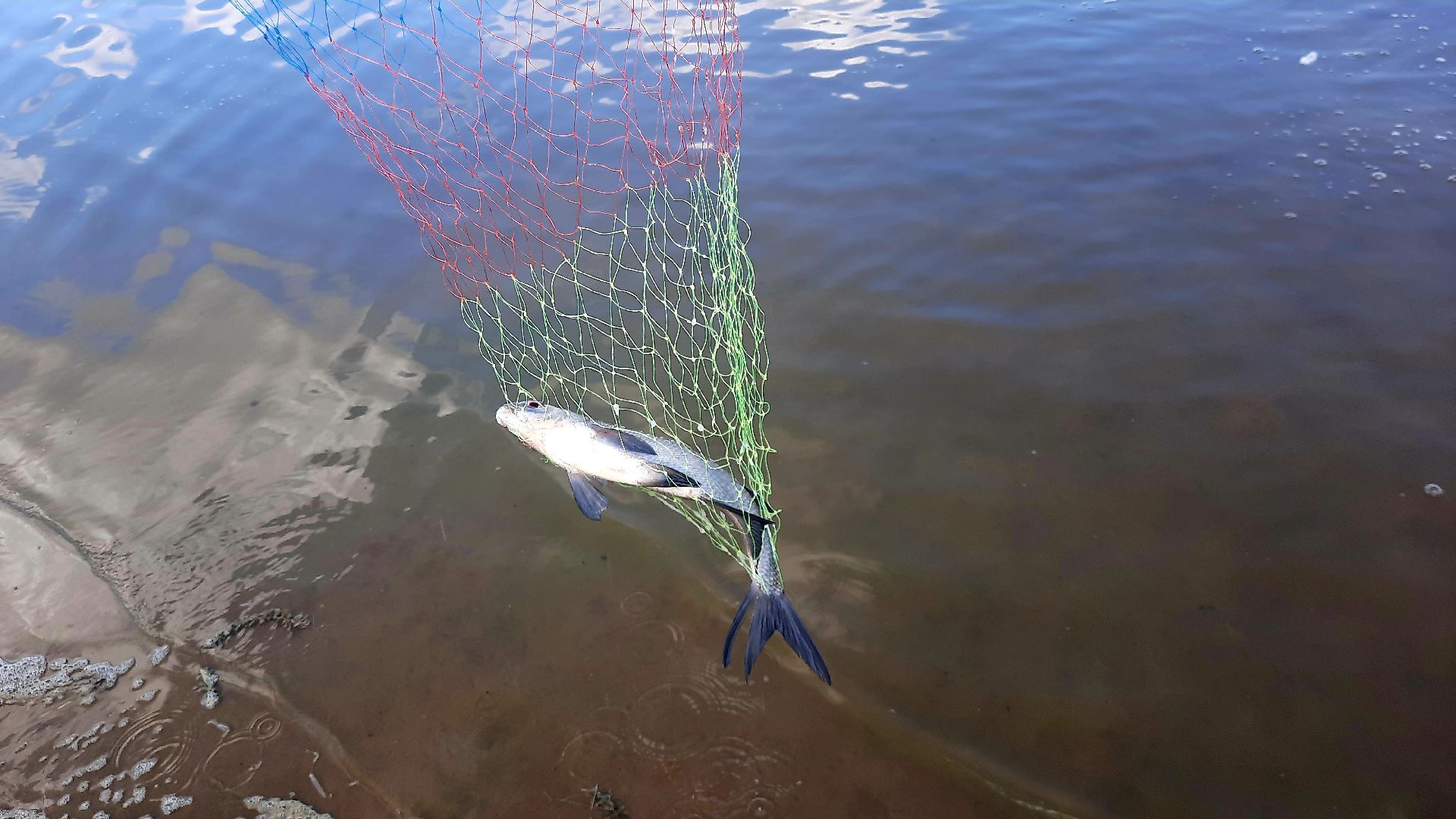 лигулёз, плероцеркоидами, солитёра, Шатура, озеро, карповые, лещ