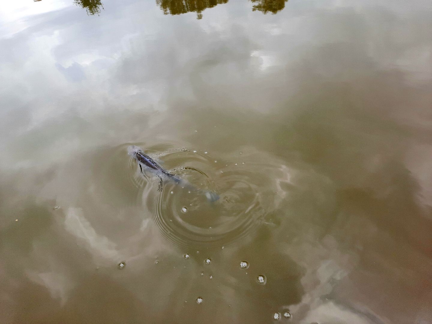 лигулёз, плероцеркоидами, солитёра, Шатура, озеро, карповые, лещ