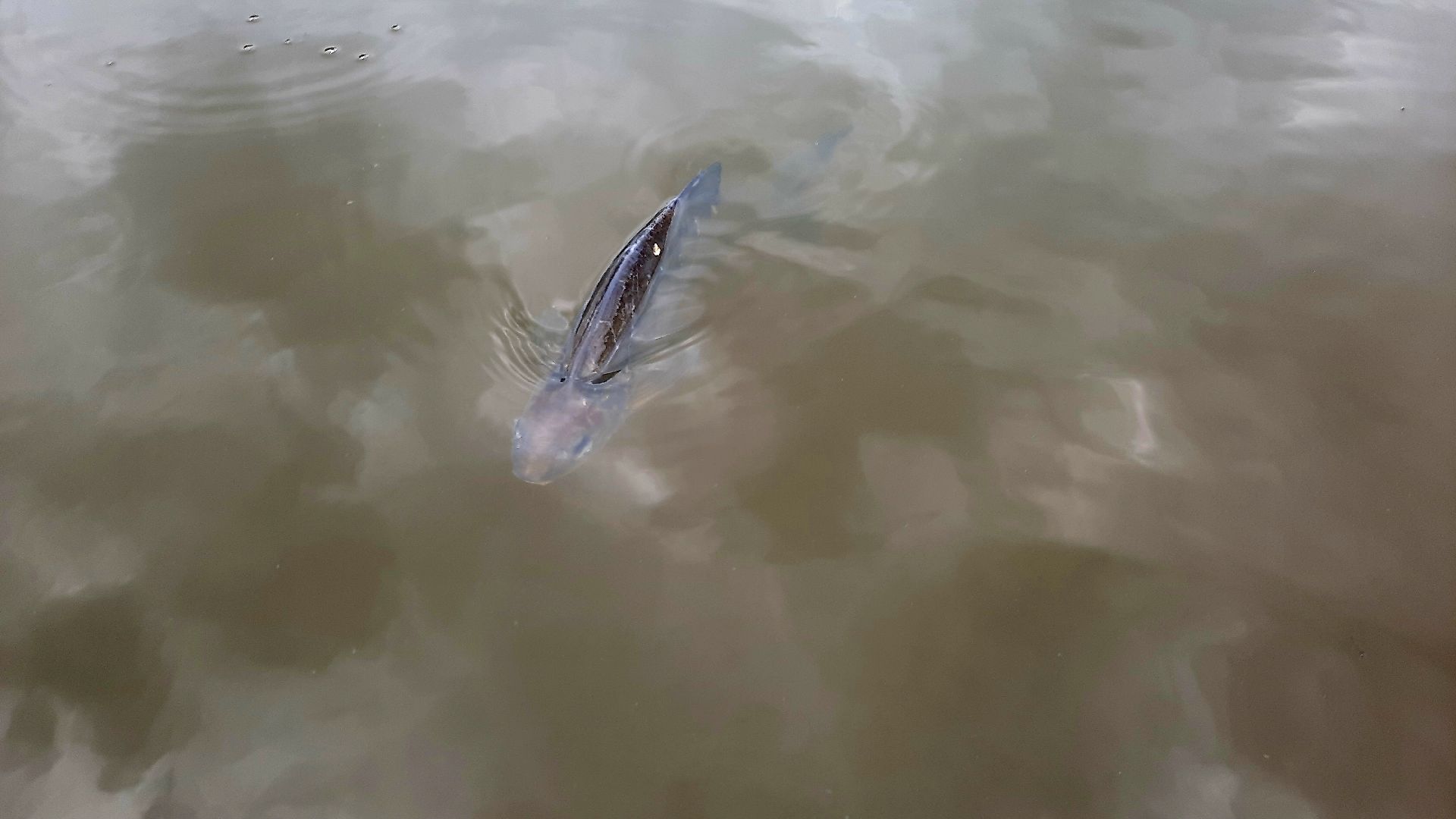 лигулёз, плероцеркоидами, солитёра, Шатура, озеро, карповые, лещ