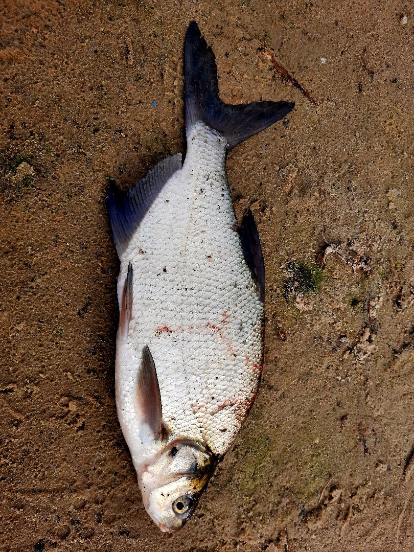 лигулёз, плероцеркоидами, солитёра, Шатура, озеро, карповые, лещ