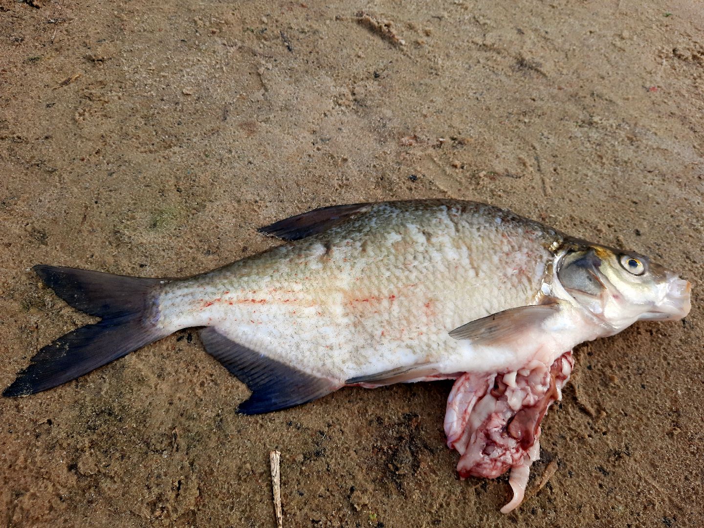 лигулёз, плероцеркоидами, солитёра, Шатура, озеро, карповые, лещ