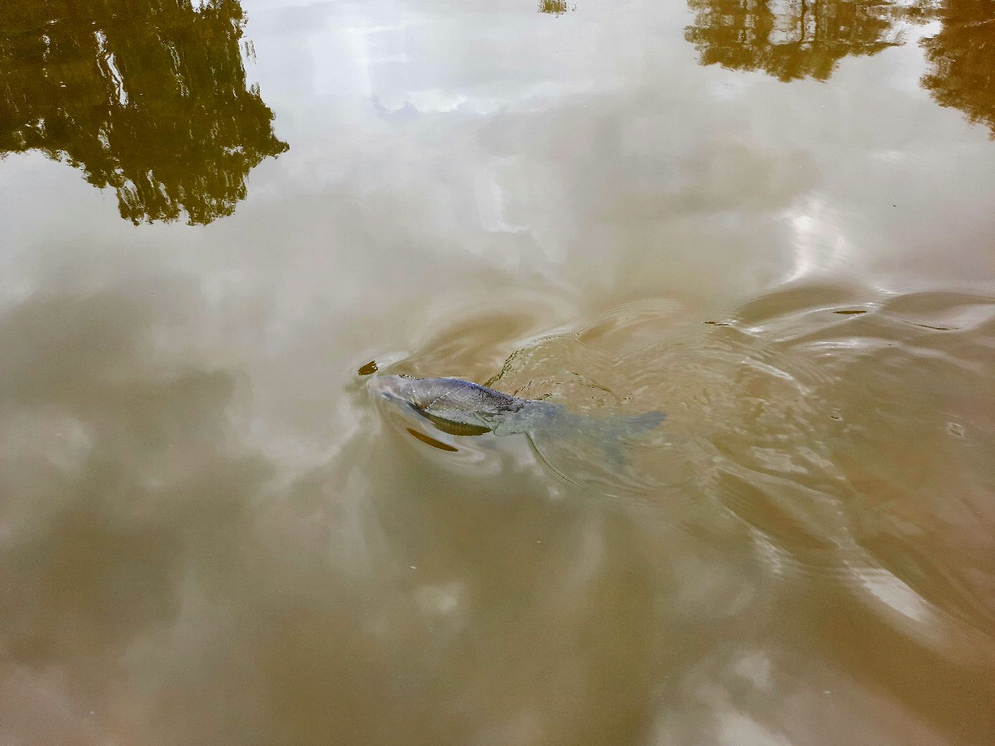 лигулёз, плероцеркоидами, солитёра, Шатура, озеро, карповые, лещ