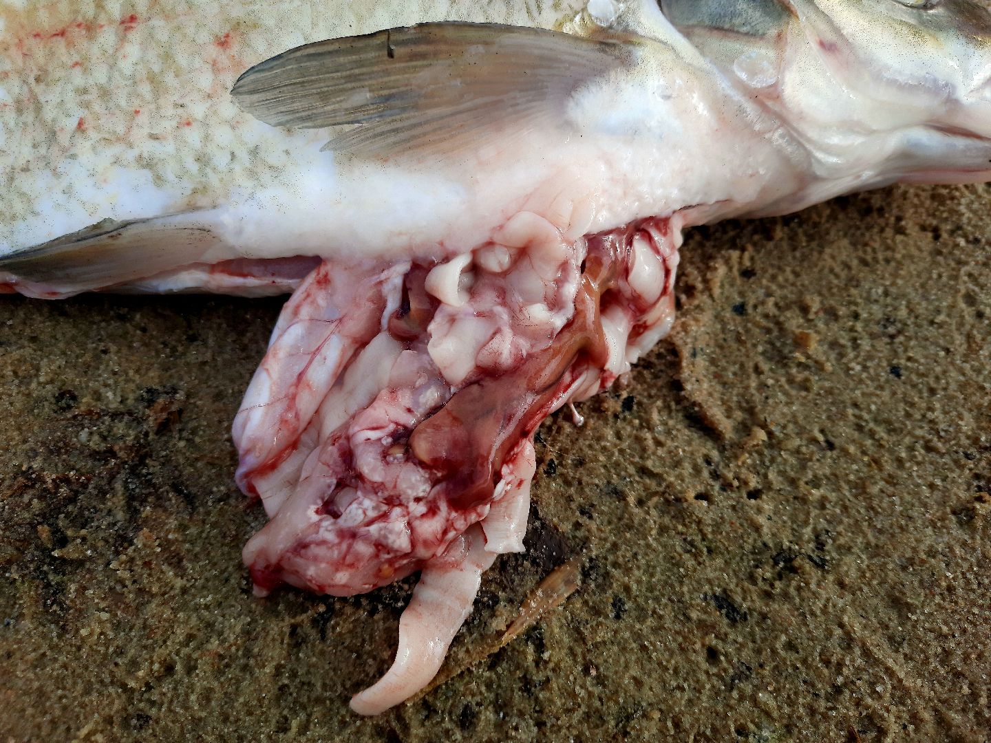 лигулёз, плероцеркоидами, солитёра, Шатура, озеро, карповые, лещ