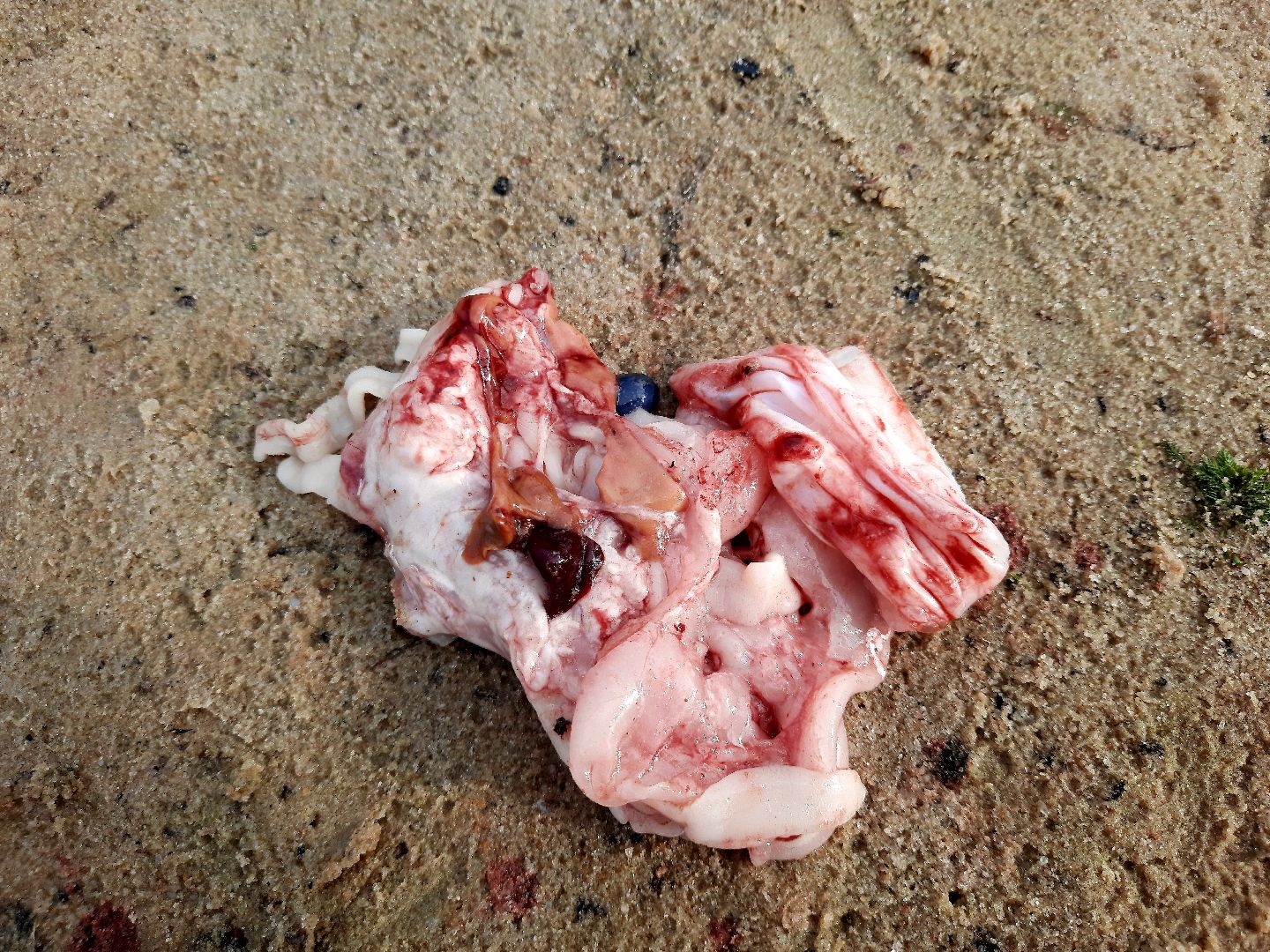 лигулёз, плероцеркоидами, солитёра, Шатура, озеро, карповые, лещ