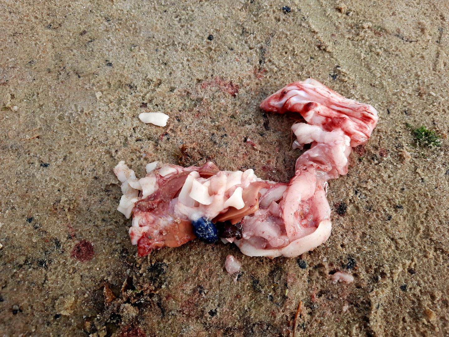 лигулёз, плероцеркоидами, солитёра, Шатура, озеро, карповые, лещ