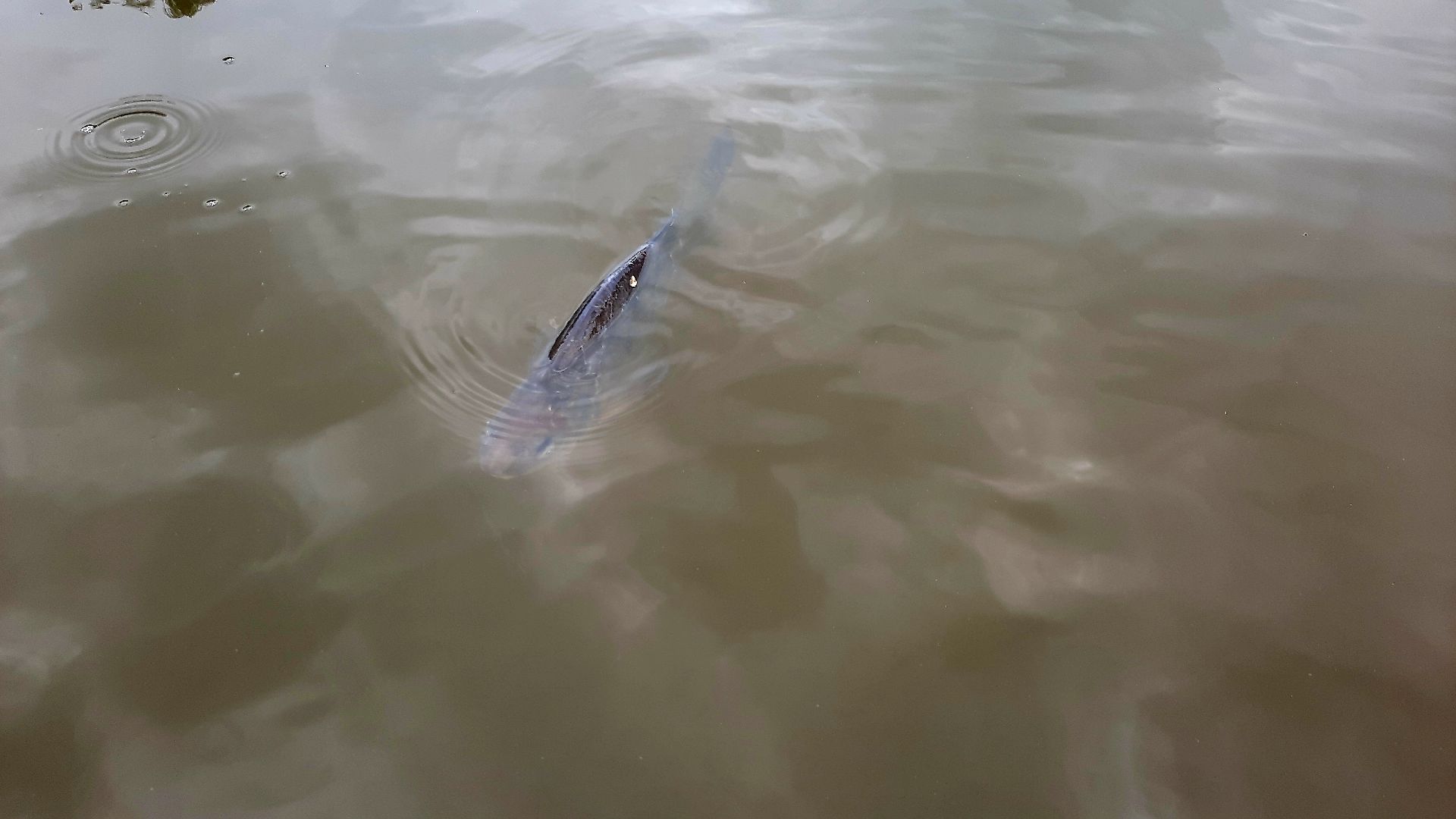 лигулёз, плероцеркоидами, солитёра, Шатура, озеро, карповые, лещ