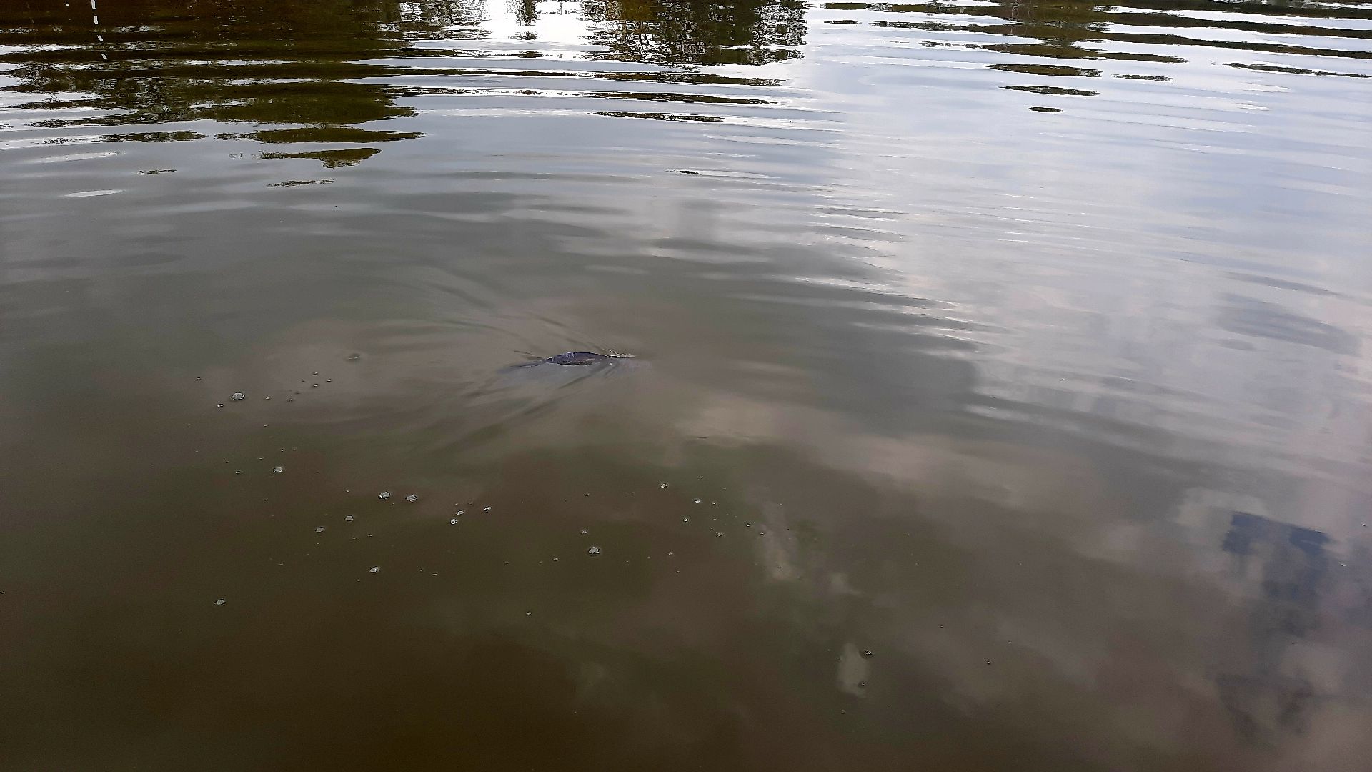 лигулёз, плероцеркоидами, солитёра, Шатура, озеро, карповые, лещ
