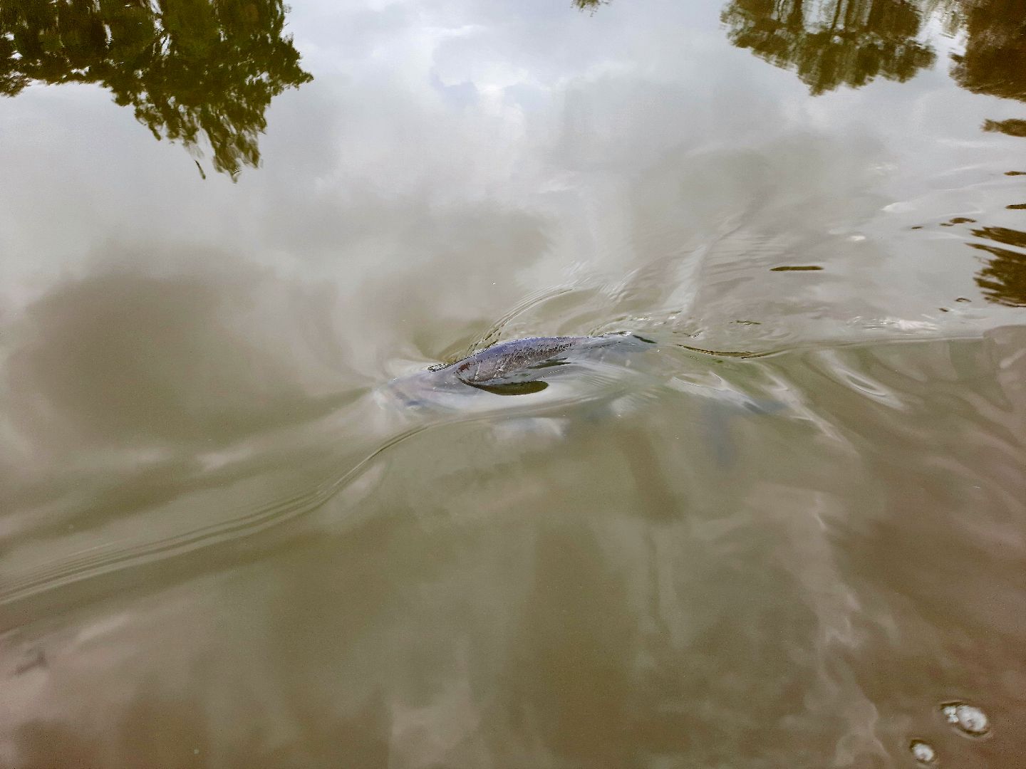 лигулёз, плероцеркоидами, солитёра, Шатура, озеро, карповые, лещ