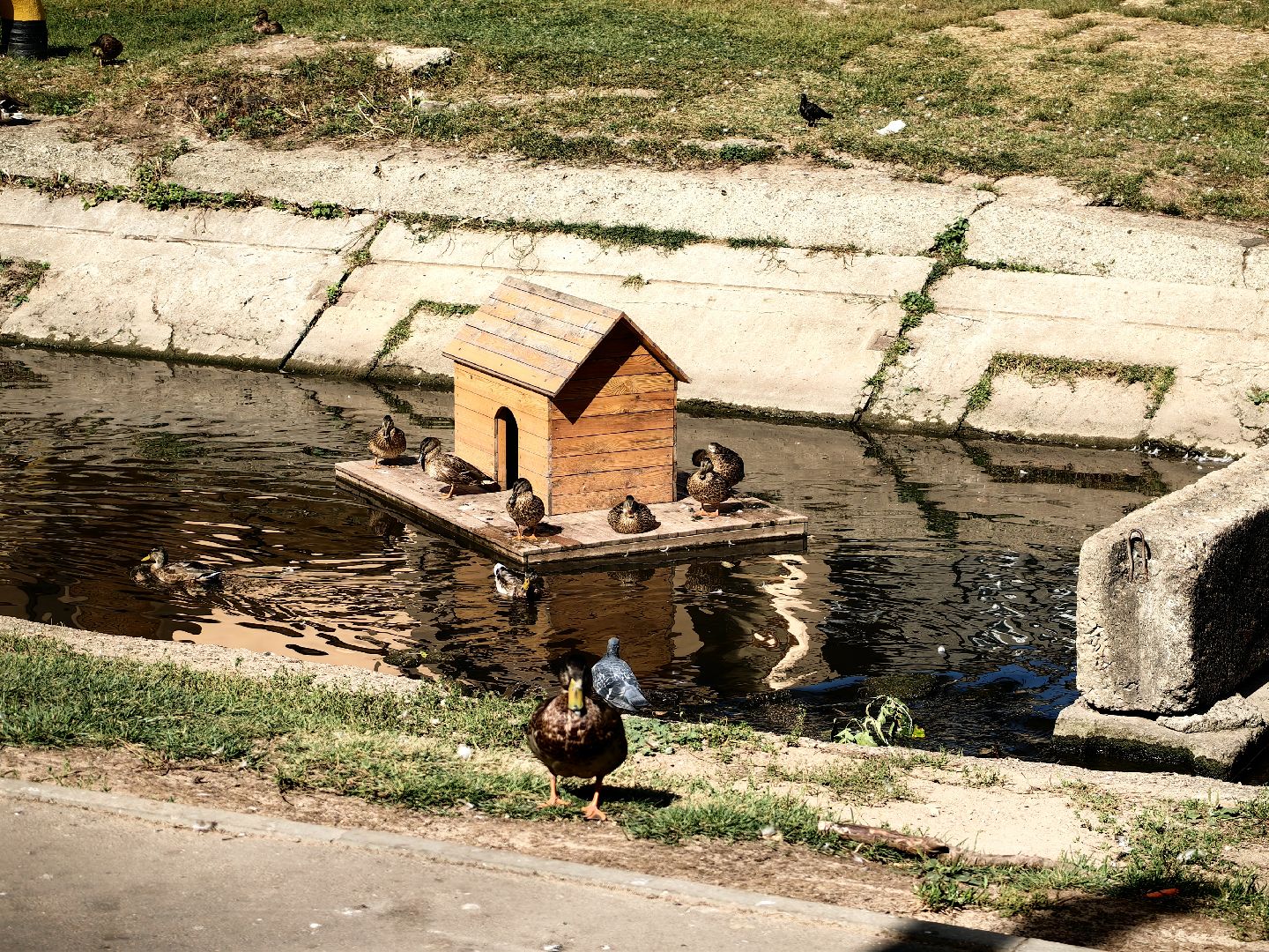 Автомат, корм, утка, птицы, сквер