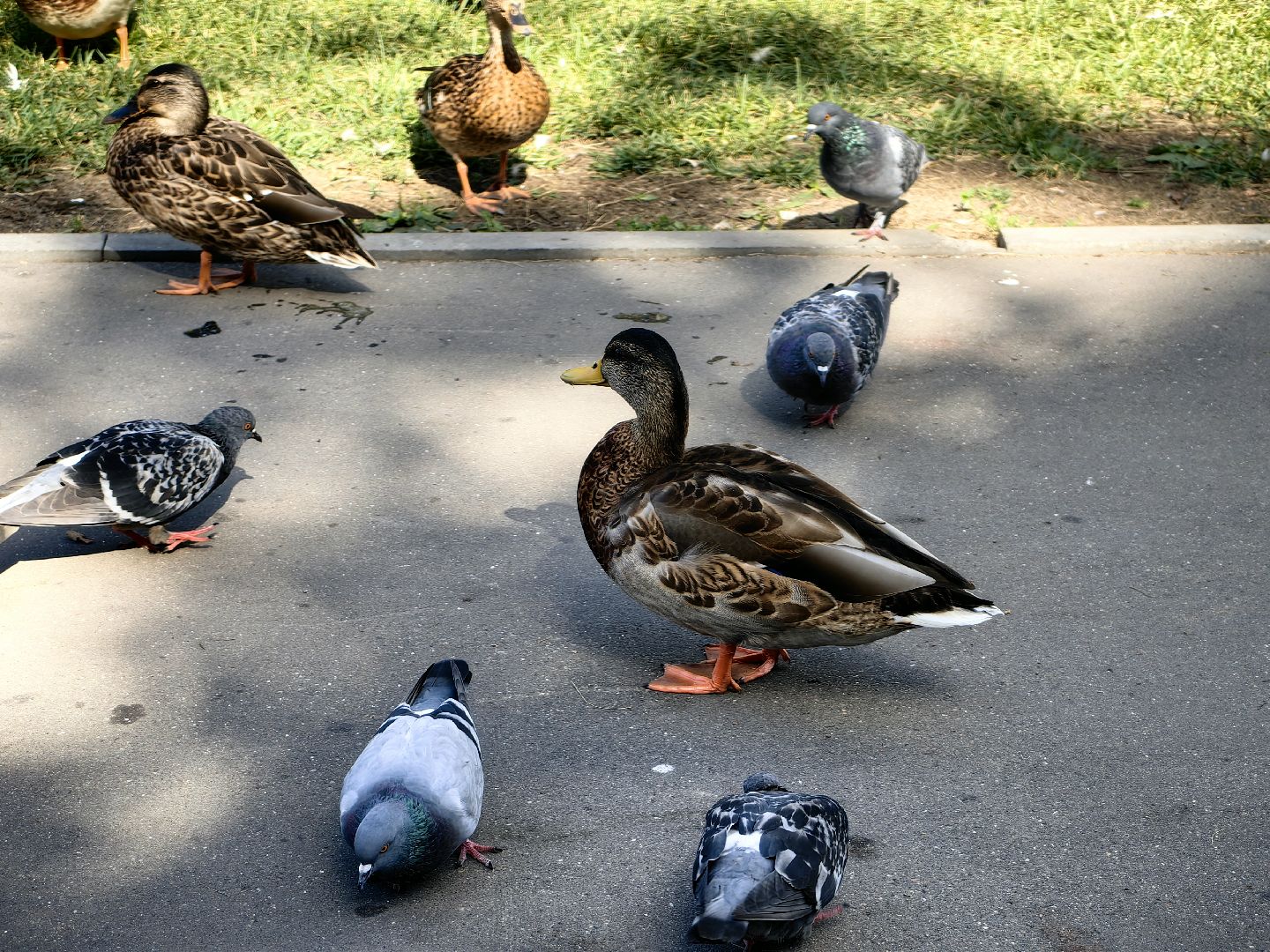 Автомат, корм, утка, птицы, сквер