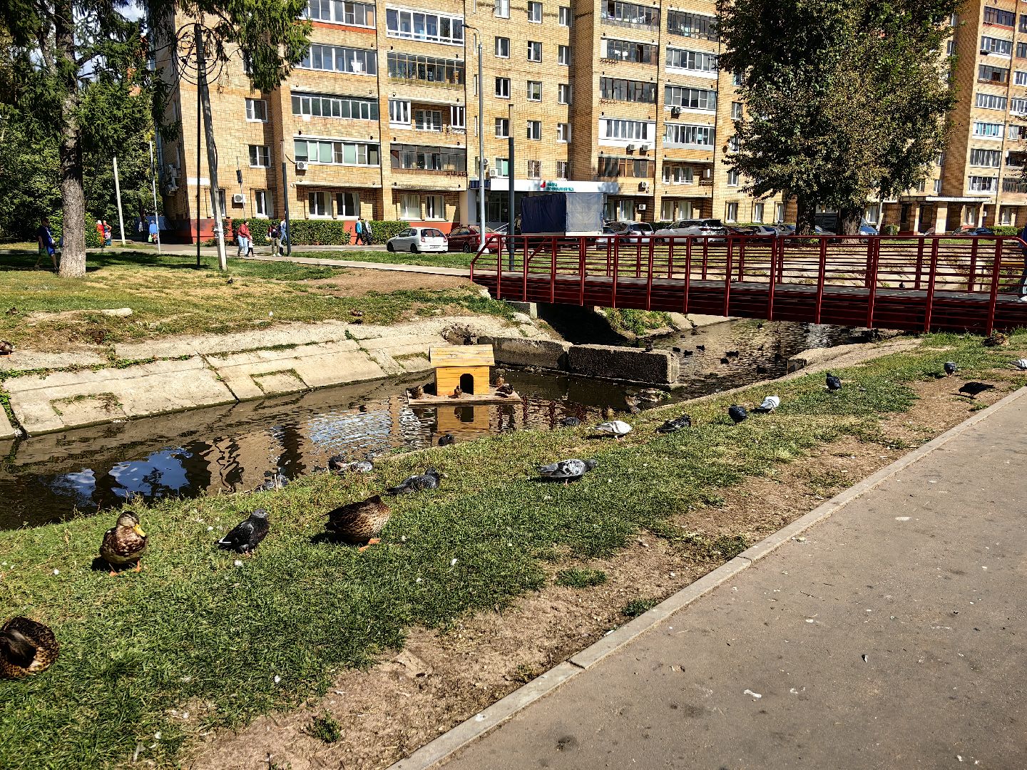 Автомат, корм, утка, птицы, сквер