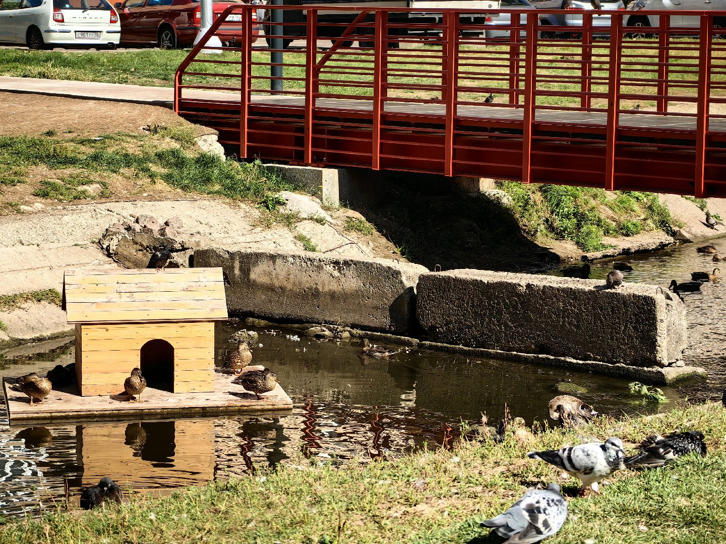 Автомат, корм, утка, птицы, сквер