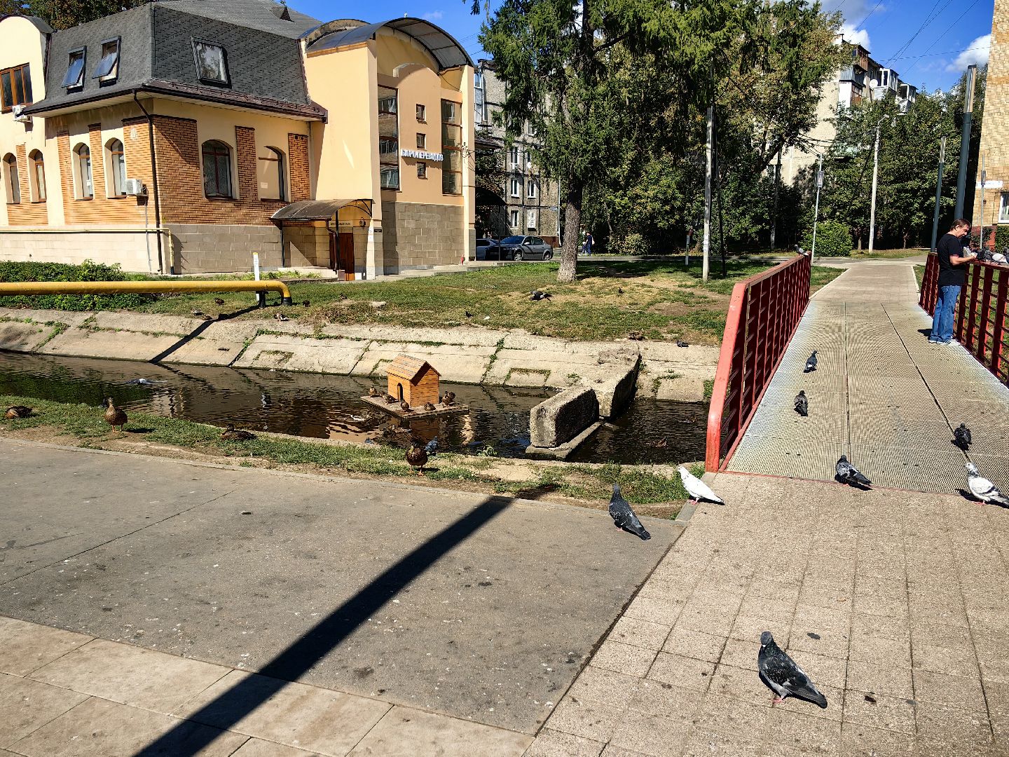 Автомат, корм, утка, птицы, сквер