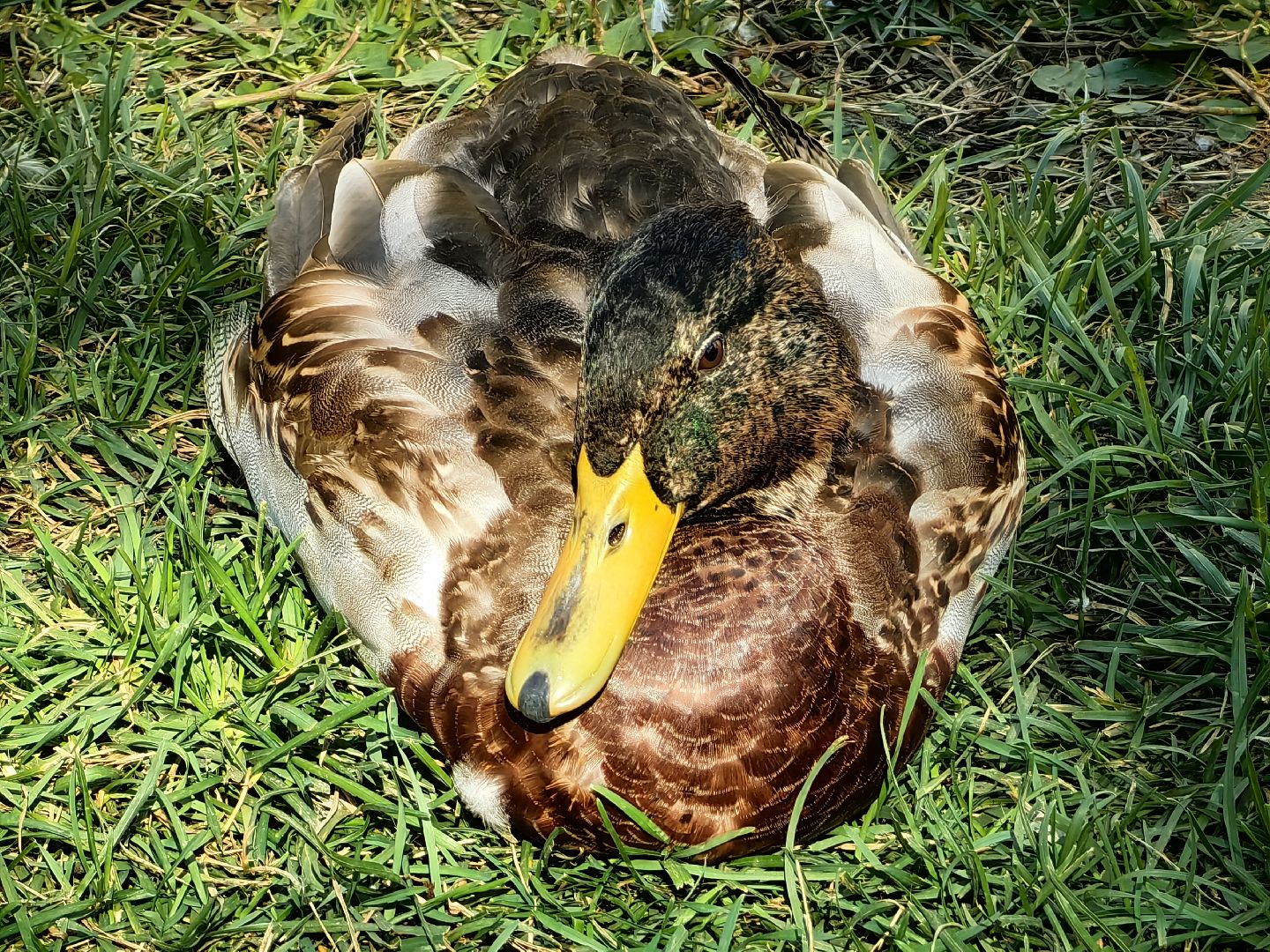 Автомат, корм, утка, птицы, сквер