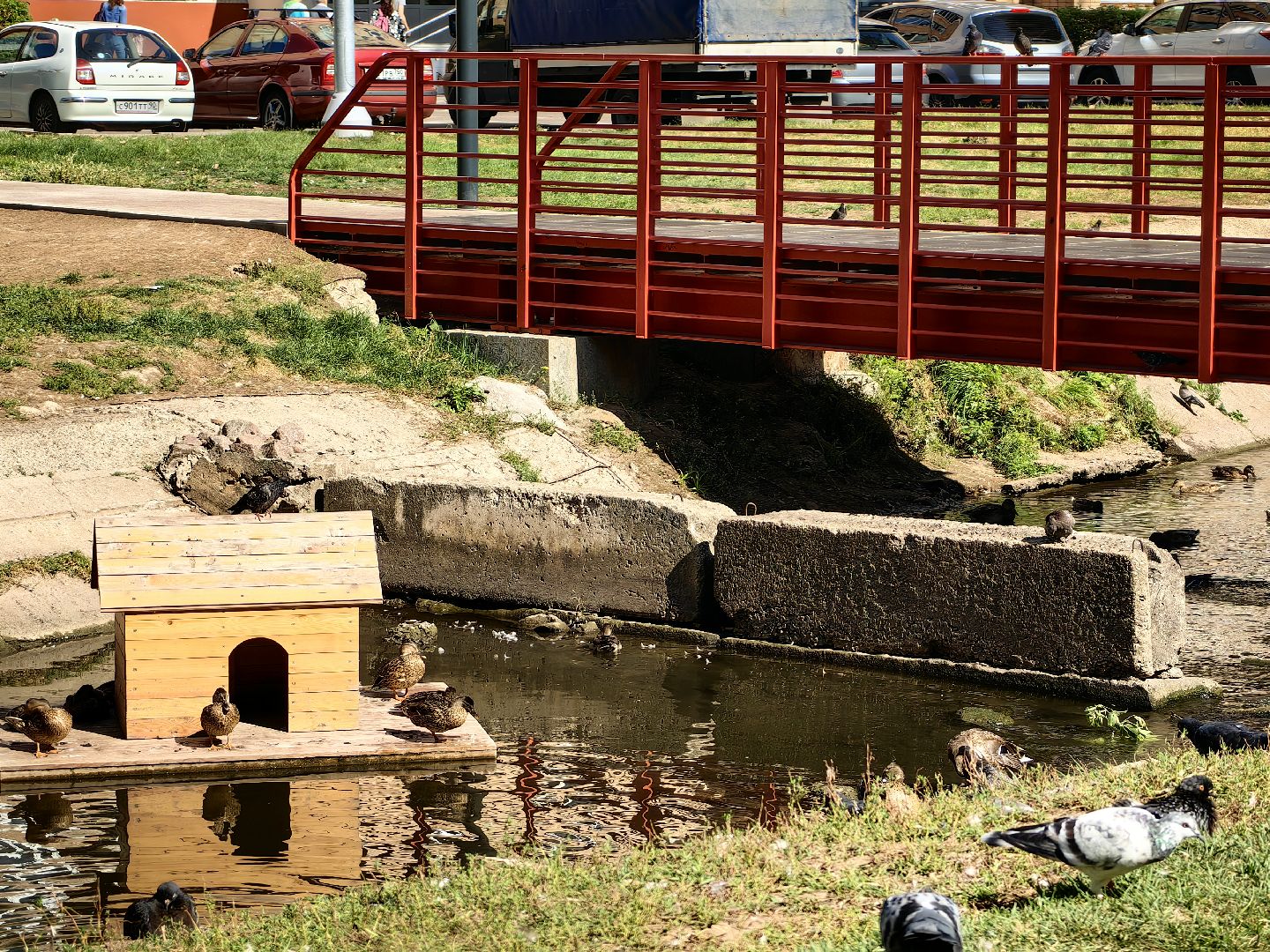 Автомат, корм, утка, птицы, сквер