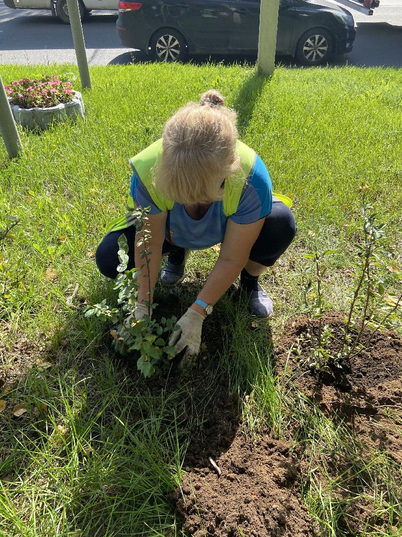 цветники, благоустройство, истра,