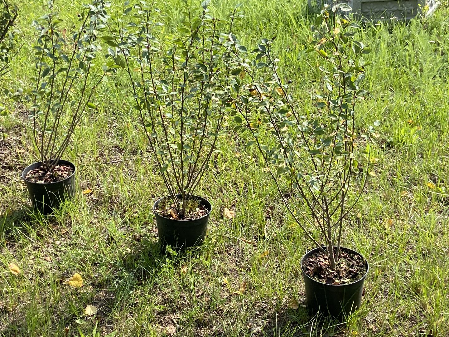 цветники, благоустройство, истра,