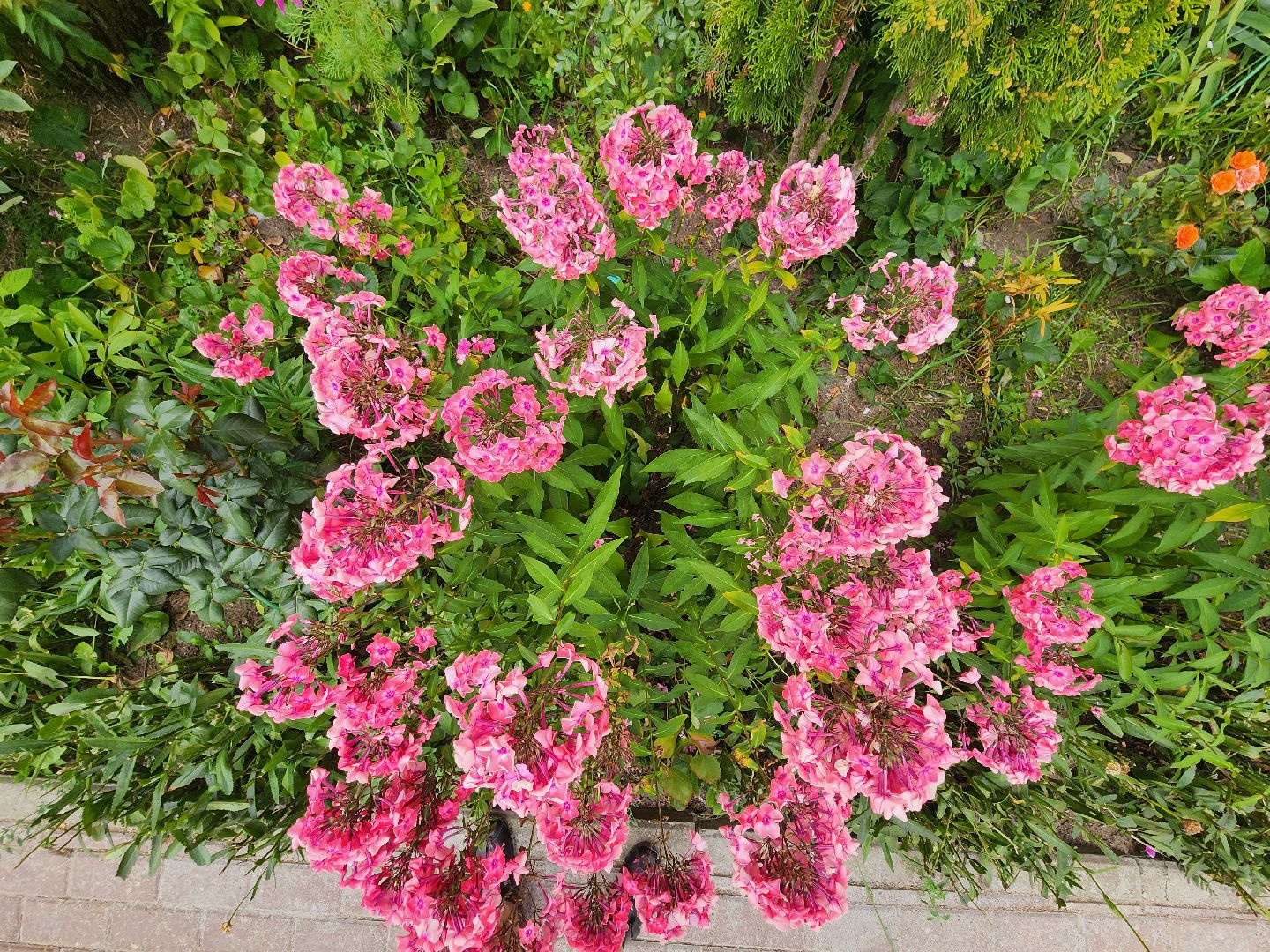 Звенигород, благоустройство, дворовые территории, микрорайон Шихово