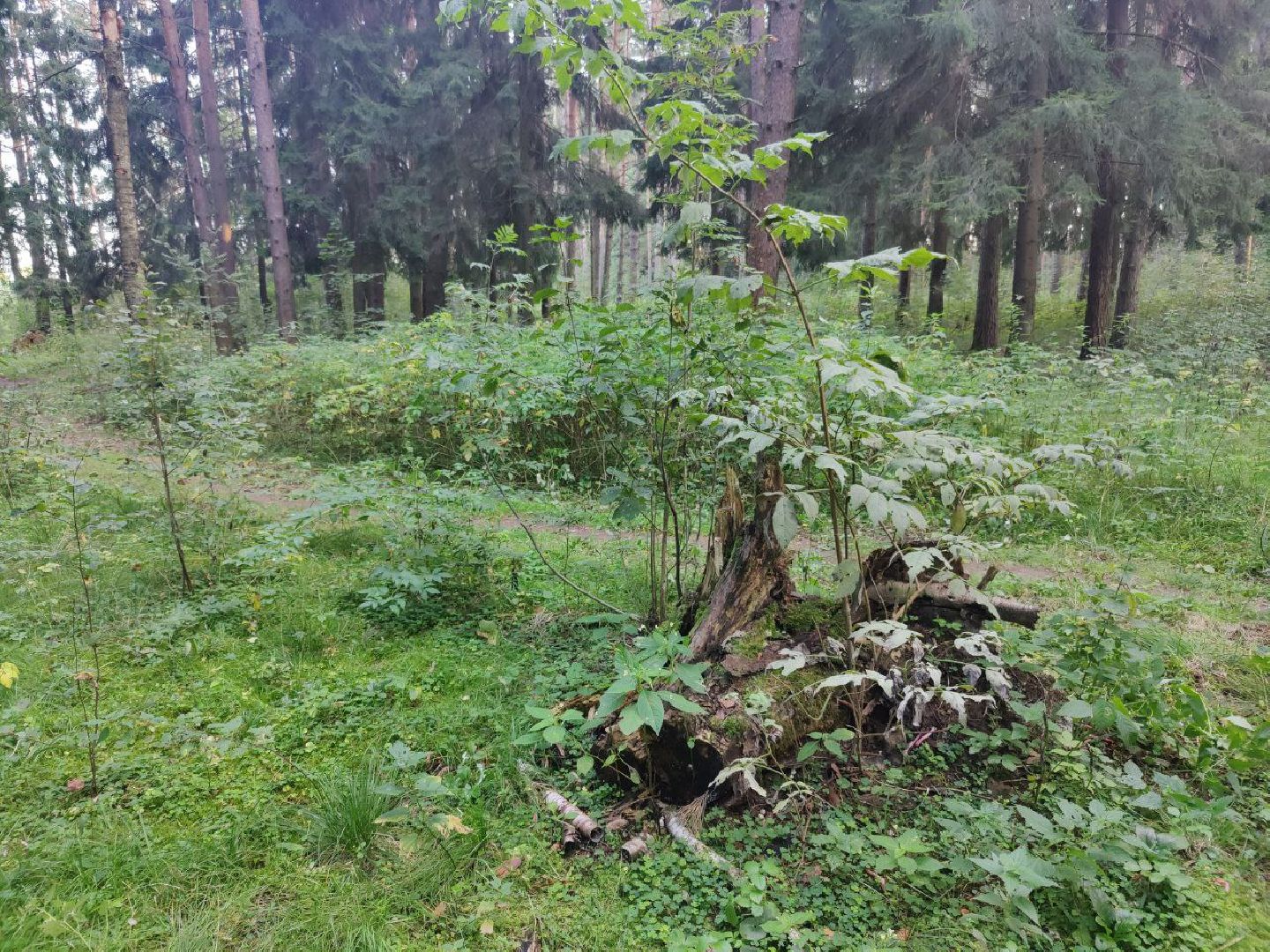 Нахабино, Красногорск, грибы, красная книга, мутинус равенеля