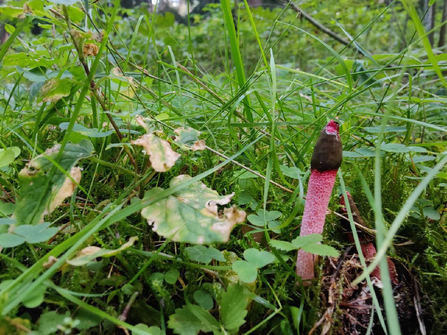 Нахабино, Красногорск, грибы, красная книга, мутинус равенеля