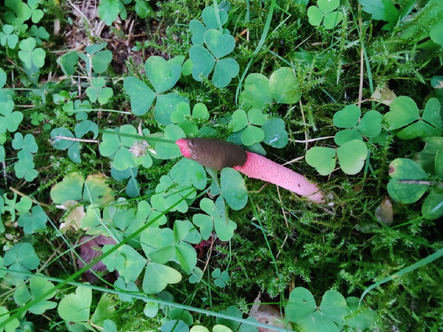 Нахабино, Красногорск, грибы, красная книга, мутинус равенеля