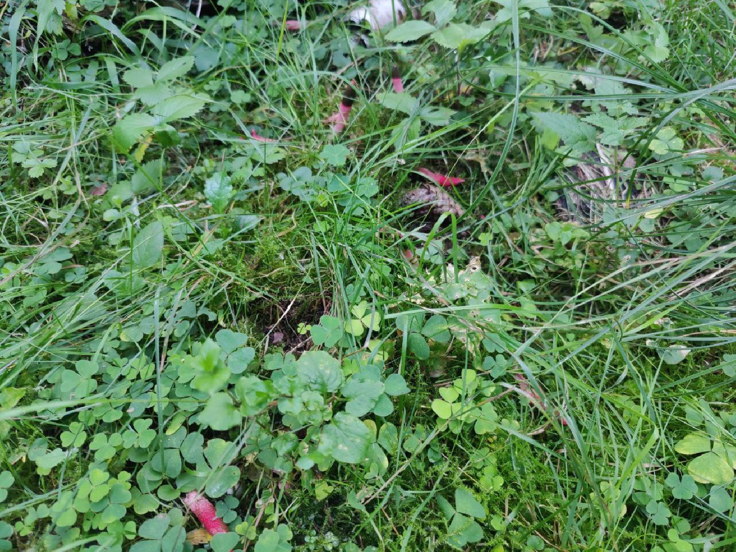 Нахабино, Красногорск, грибы, красная книга, мутинус равенеля