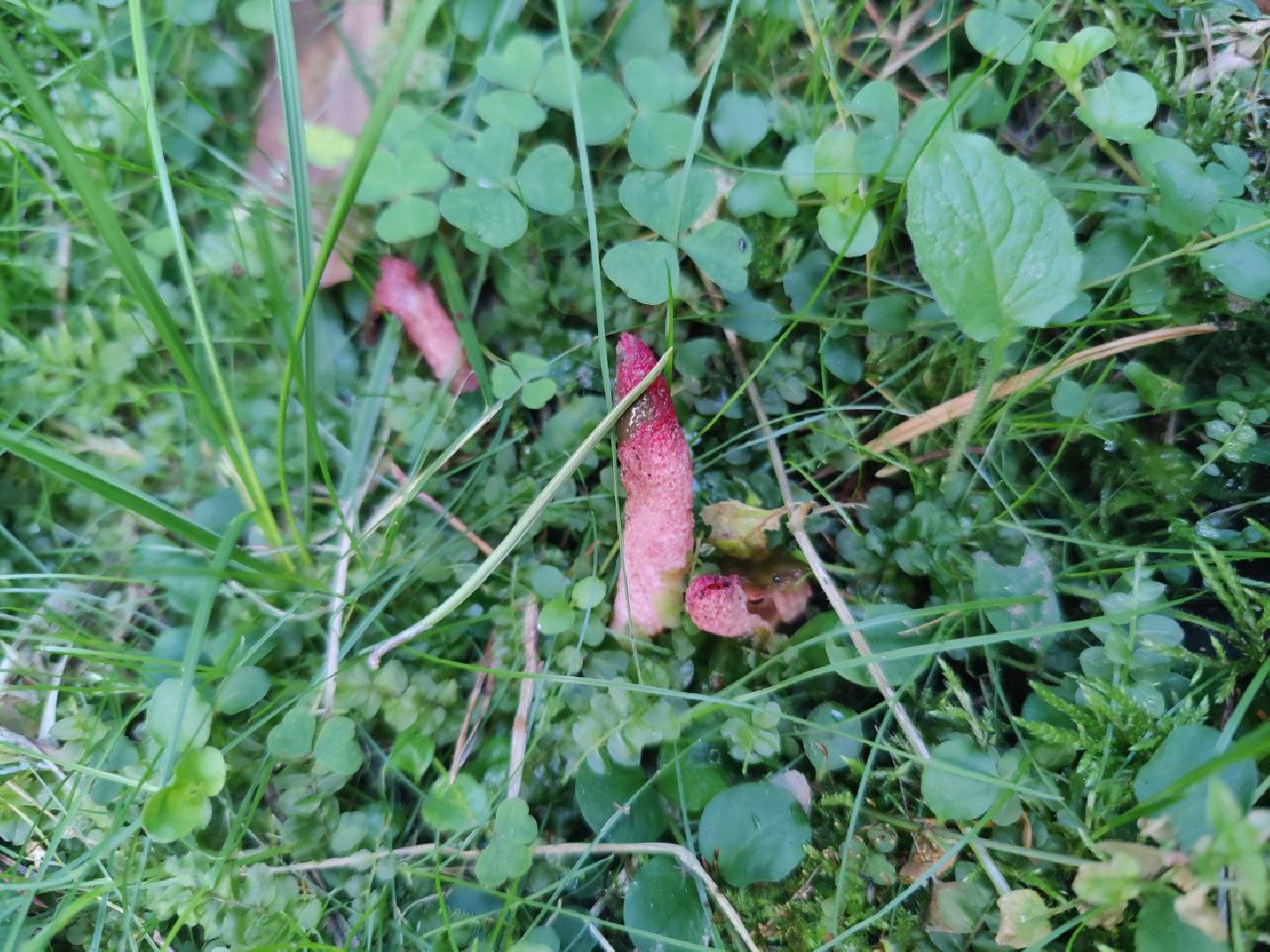 Нахабино, Красногорск, грибы, красная книга, мутинус равенеля