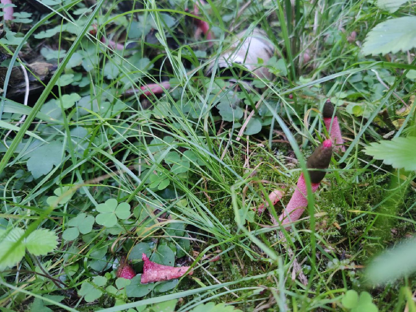 Нахабино, Красногорск, грибы, красная книга, мутинус равенеля