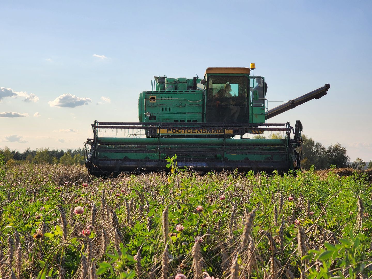 Сьтупино, сельское хозяйство, безглютеновая пшеница