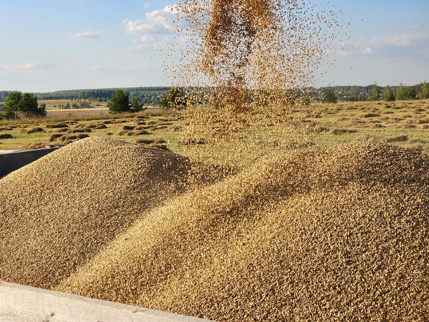 Сьтупино, сельское хозяйство, безглютеновая пшеница