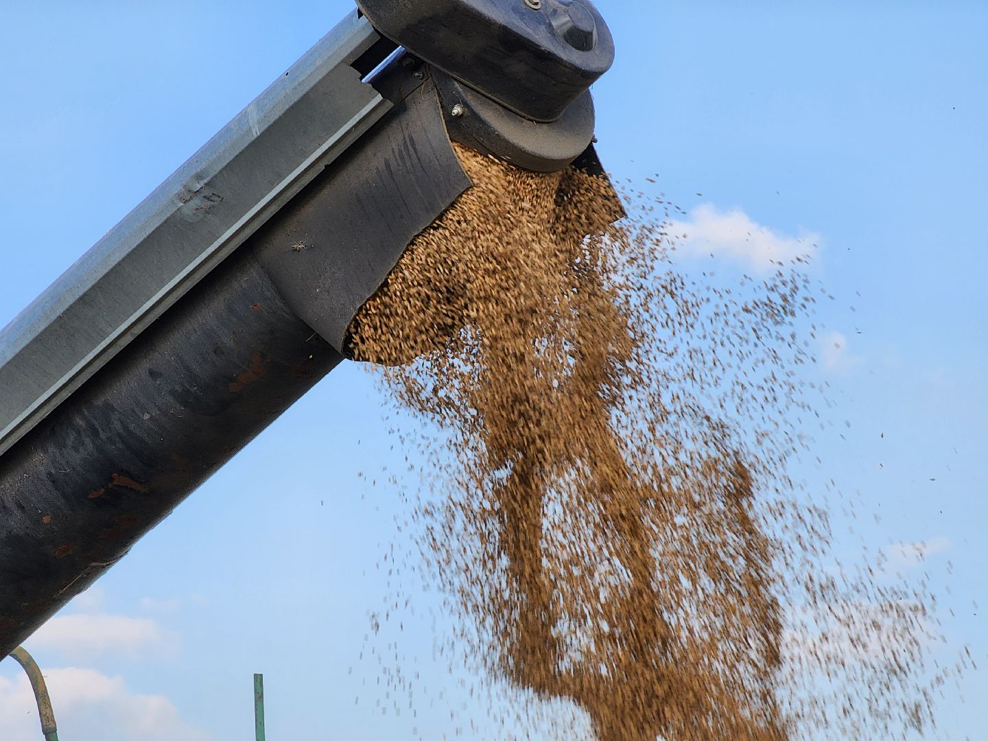 Сьтупино, сельское хозяйство, безглютеновая пшеница