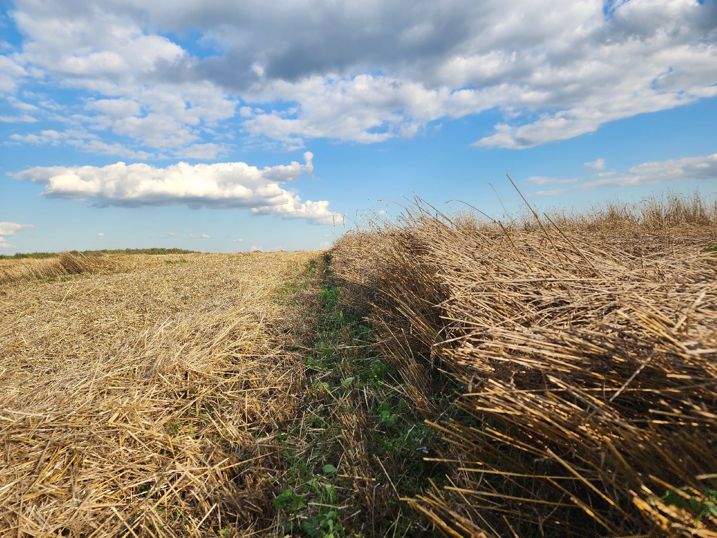 Сьтупино, сельское хозяйство, безглютеновая пшеница
