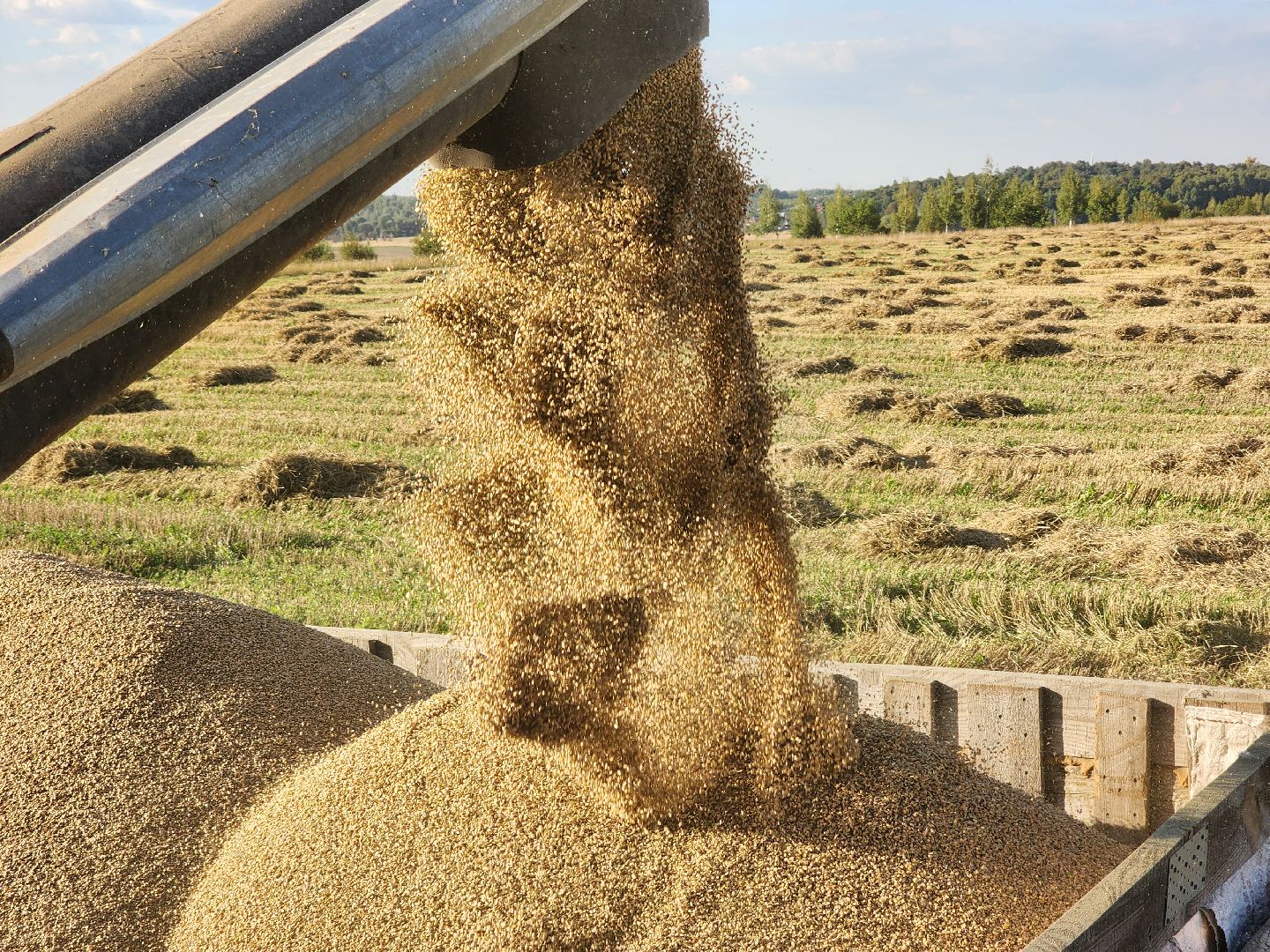 Сьтупино, сельское хозяйство, безглютеновая пшеница