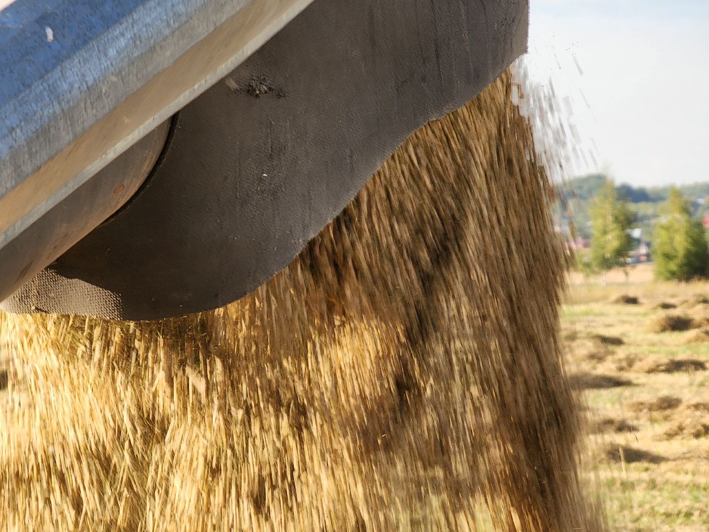 Сьтупино, сельское хозяйство, безглютеновая пшеница