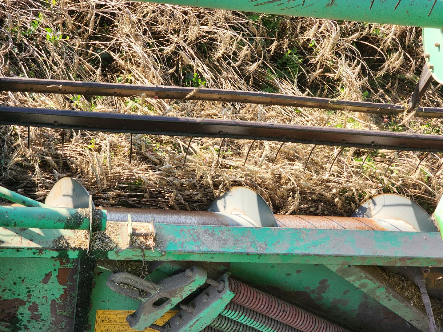 Сьтупино, сельское хозяйство, безглютеновая пшеница